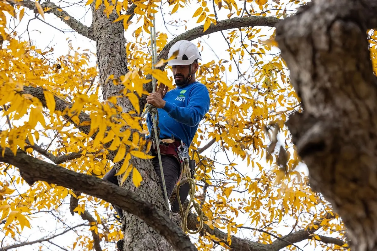 Skilled Tree Planting crew working in Chimayo