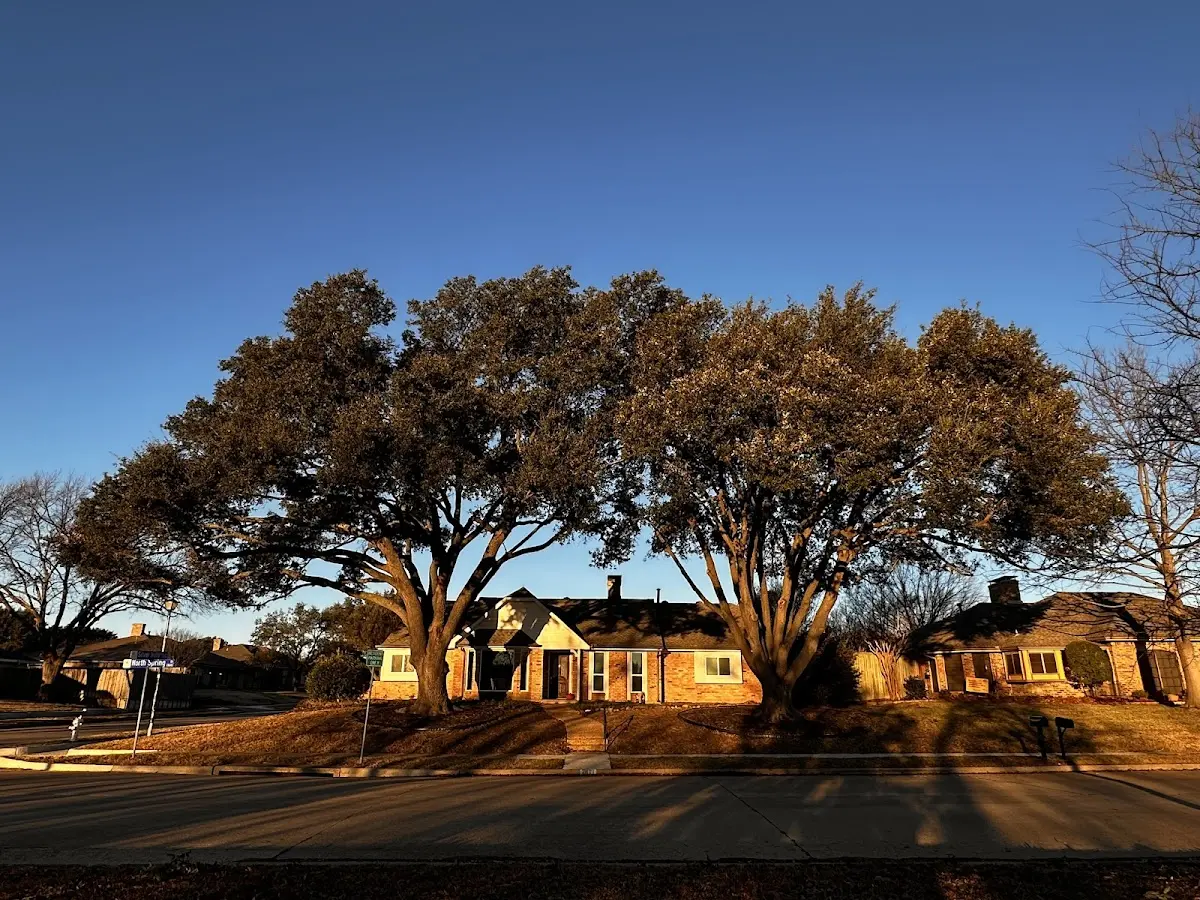 Established residential canopy tree shading a home in Chimayo